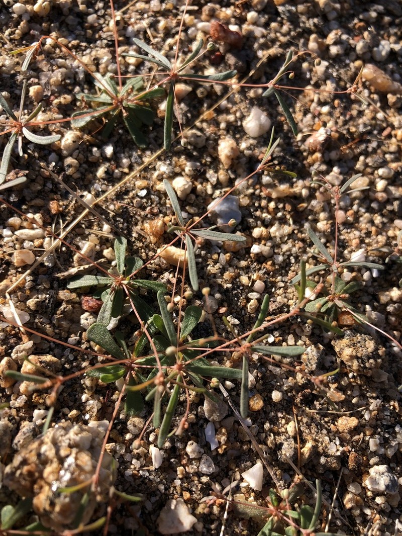 Hypertelis umbellata photo 4