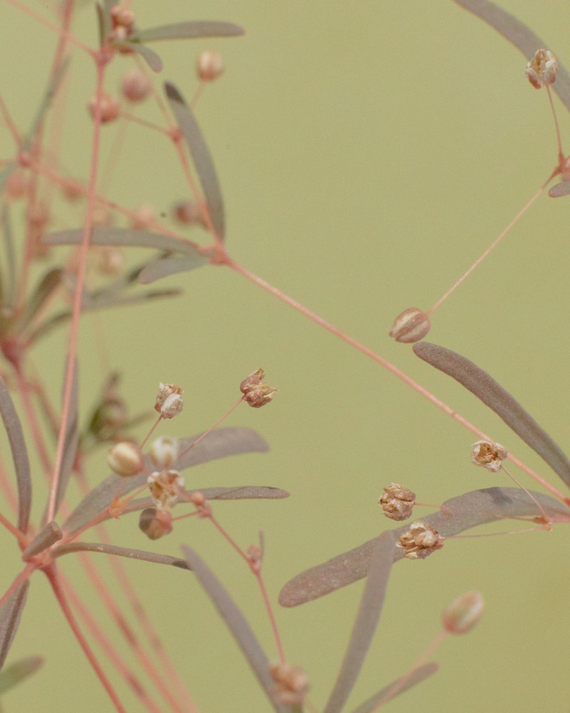 Hypertelis umbellata photo 6