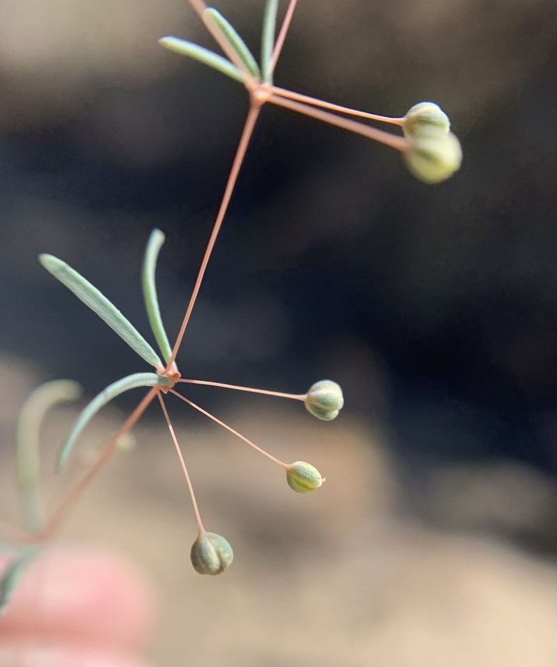 Hypertelis umbellata photo 8