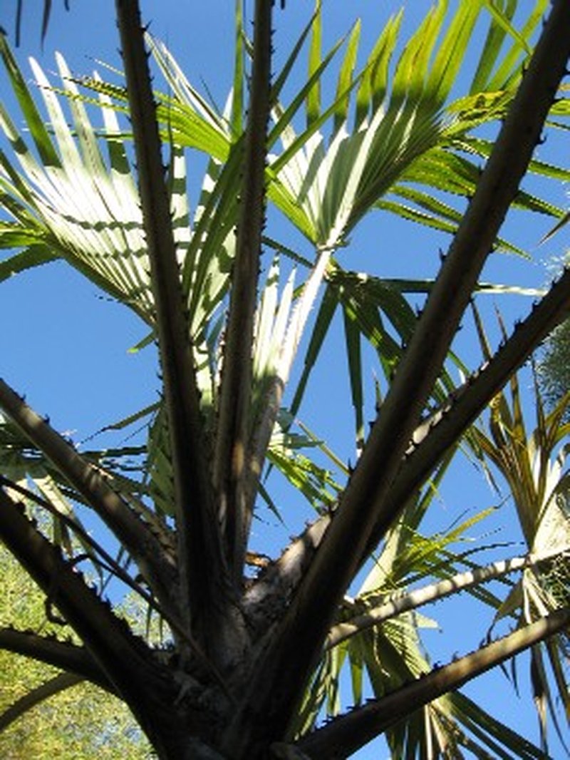 Doum Palm