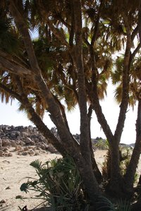 Doum Palm