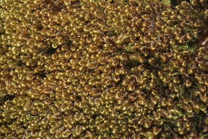 Bamberger's Hypnum Moss