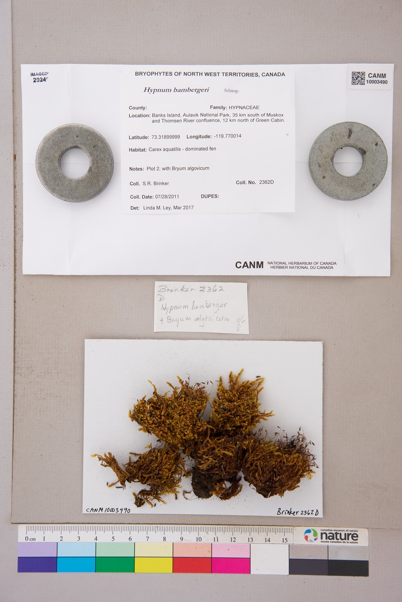 Bamberger's Hypnum Moss