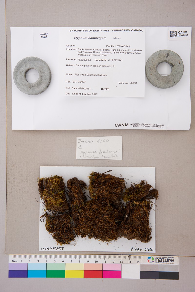 Bamberger's Hypnum Moss photo 2