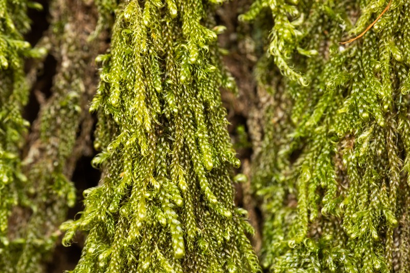 Hypnum Moss