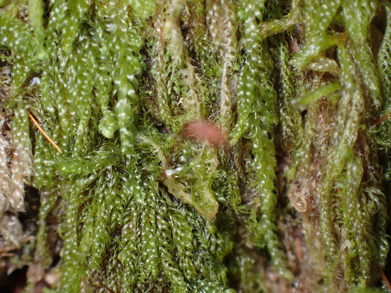 Hypnum Moss photo 2