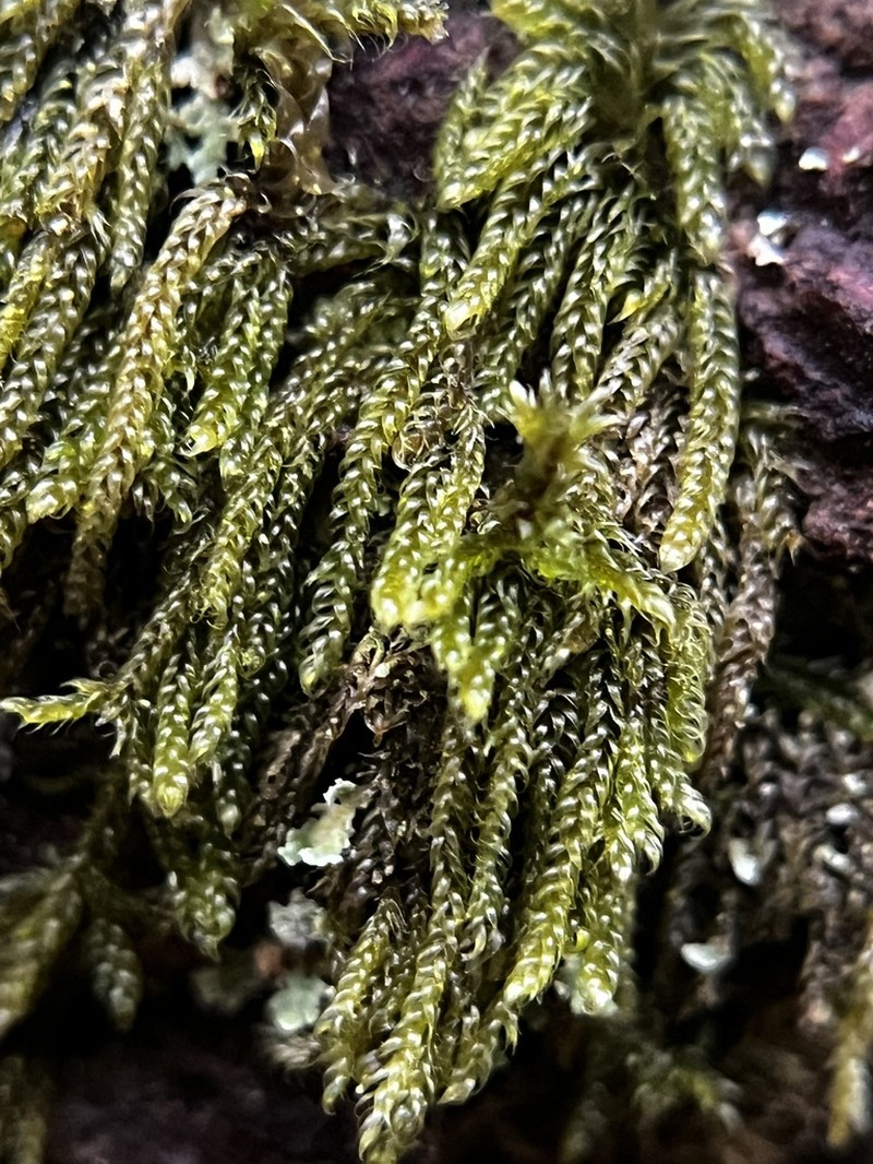Hypnum Moss photo 3
