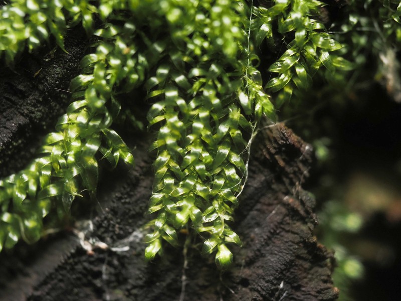 Hypnum Moss photo 4
