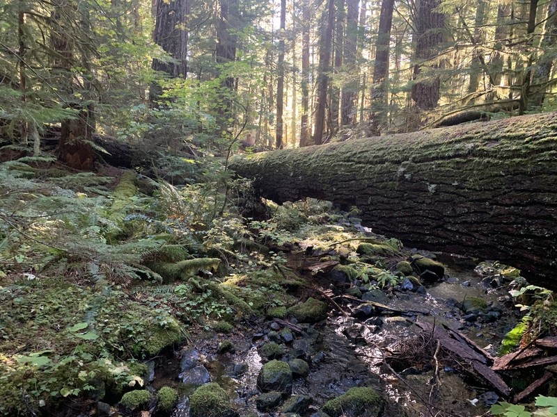 Hypnum Moss photo 5