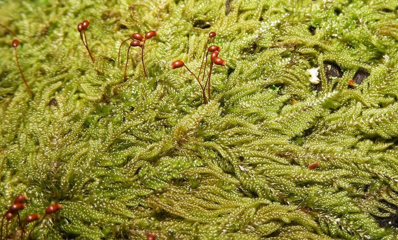 Hypnum Moss photo 6