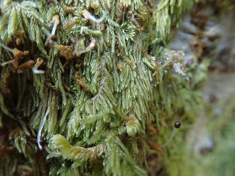 Hypnum Moss photo 7