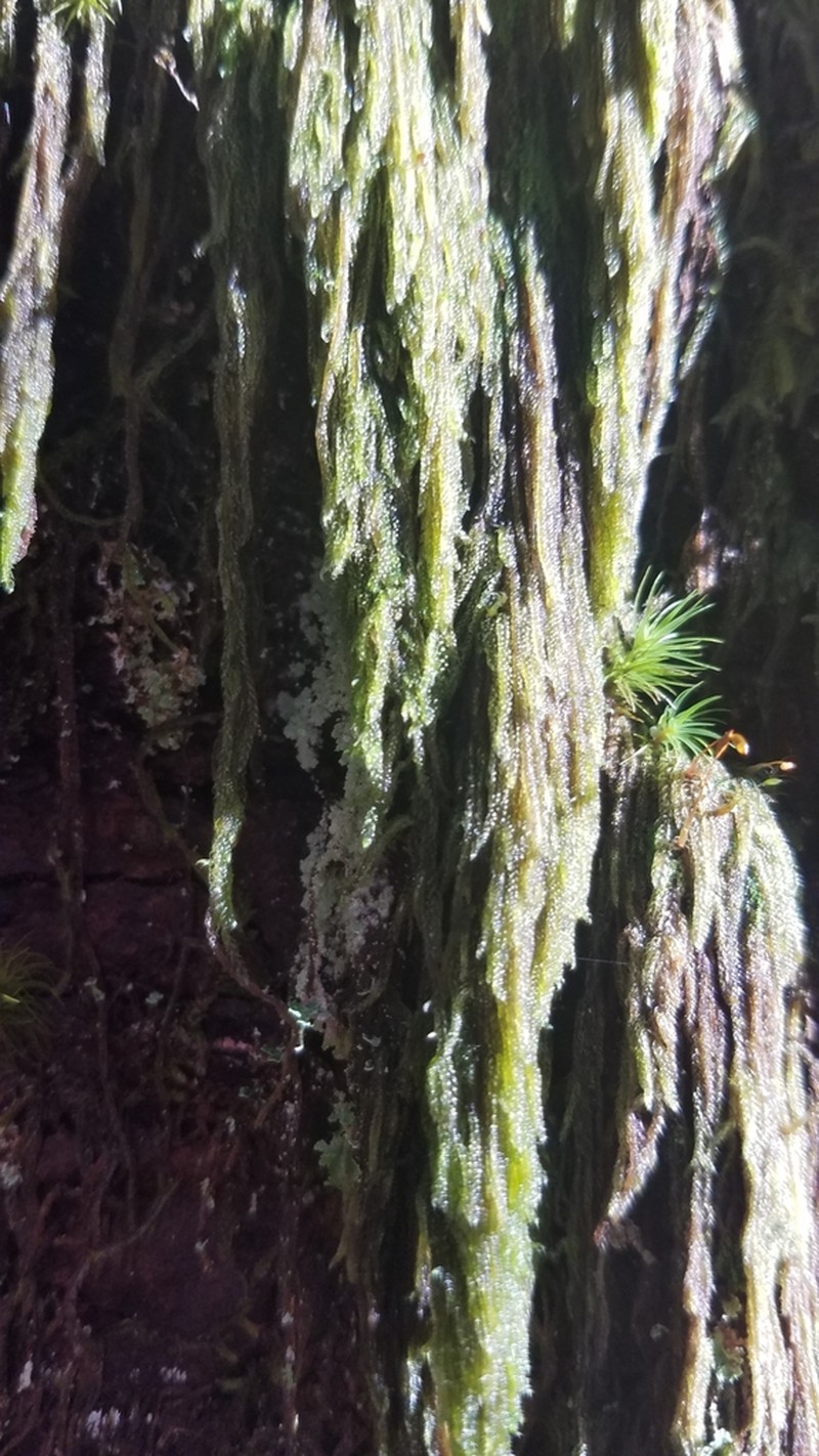 Hypnum Moss photo 8