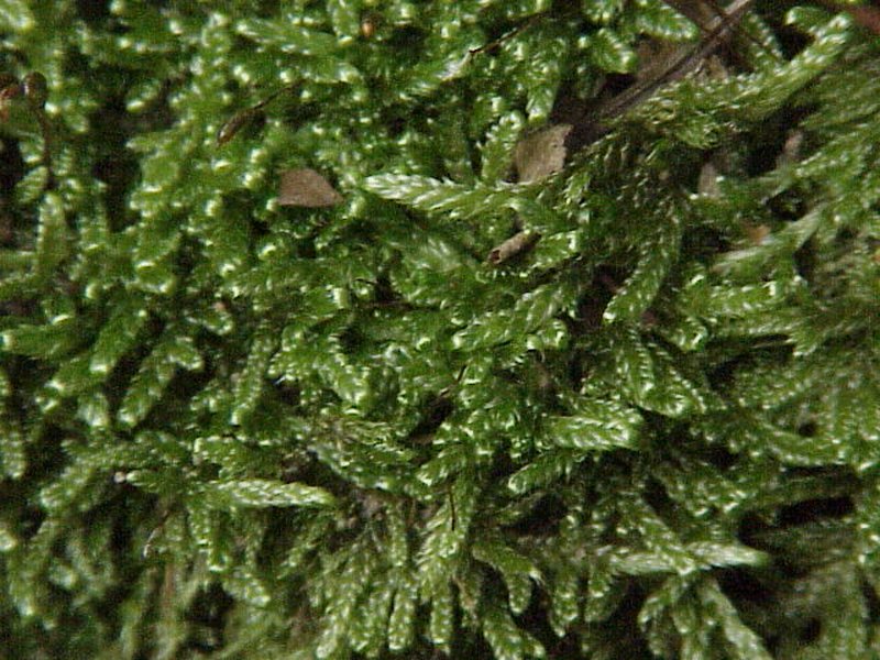 Hypnum Moss