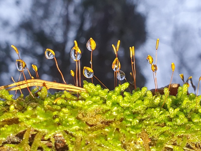Hypnum Moss