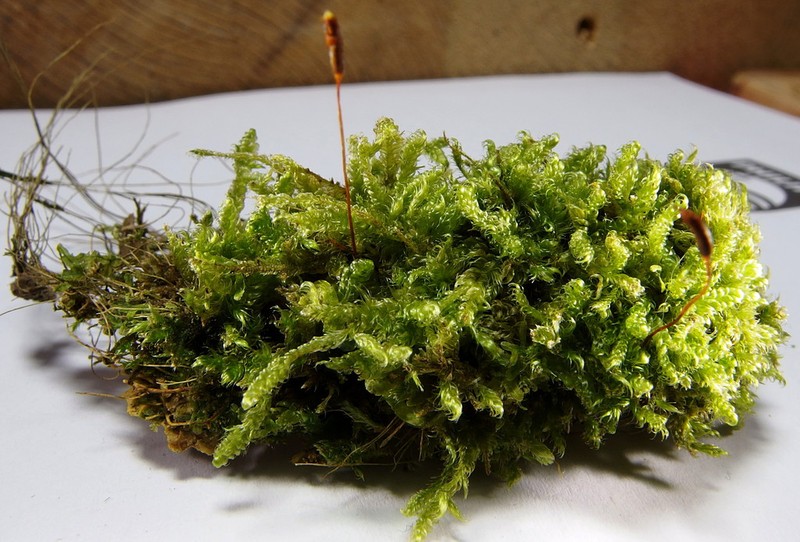 Hypnum Moss photo 2