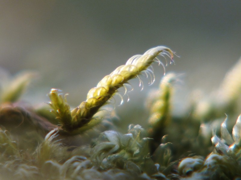 Hypnum Moss photo 3