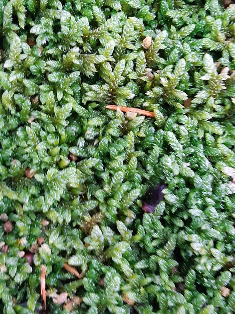 Hypnum Moss photo 4