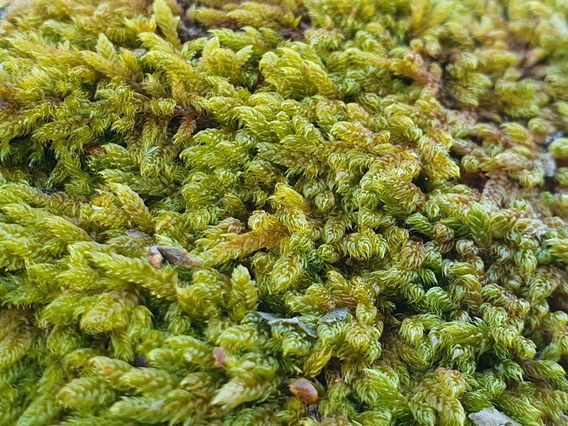 Hypnum Moss photo 5