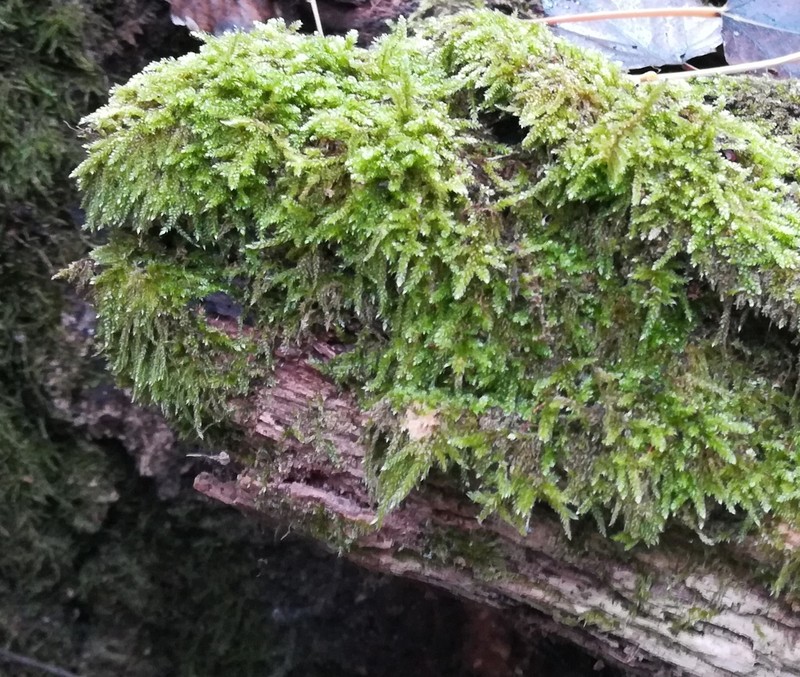 Hypnum Moss photo 6