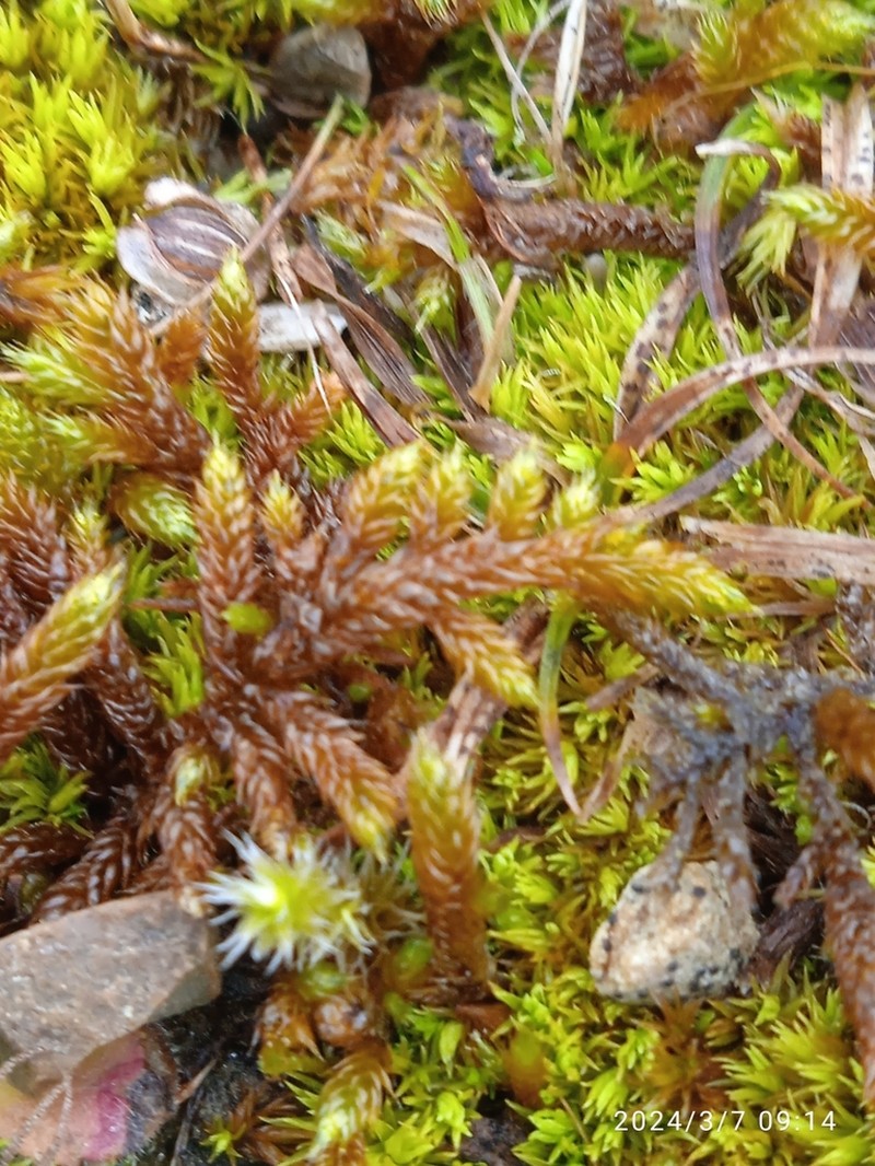 Hypnum Moss photo 7