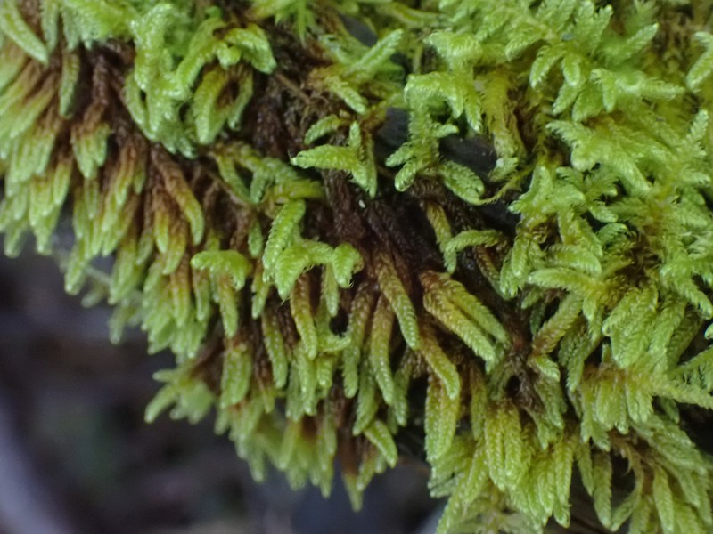 Hypnum Moss photo 8