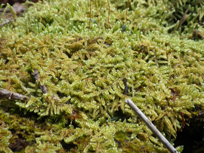 Curveleaf Hypnum Moss