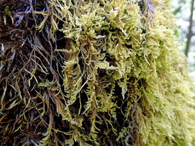 Curveleaf Hypnum Moss