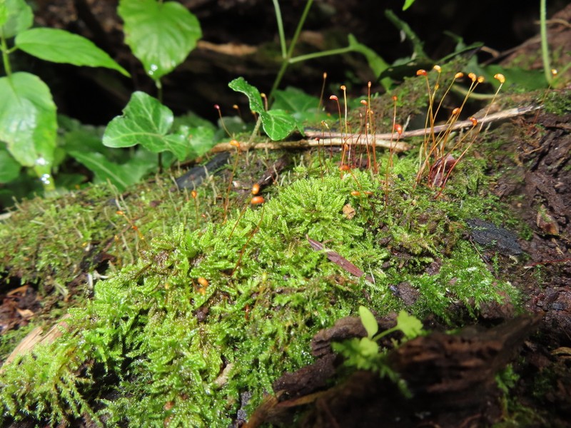 Curveleaf Hypnum Moss photo 2