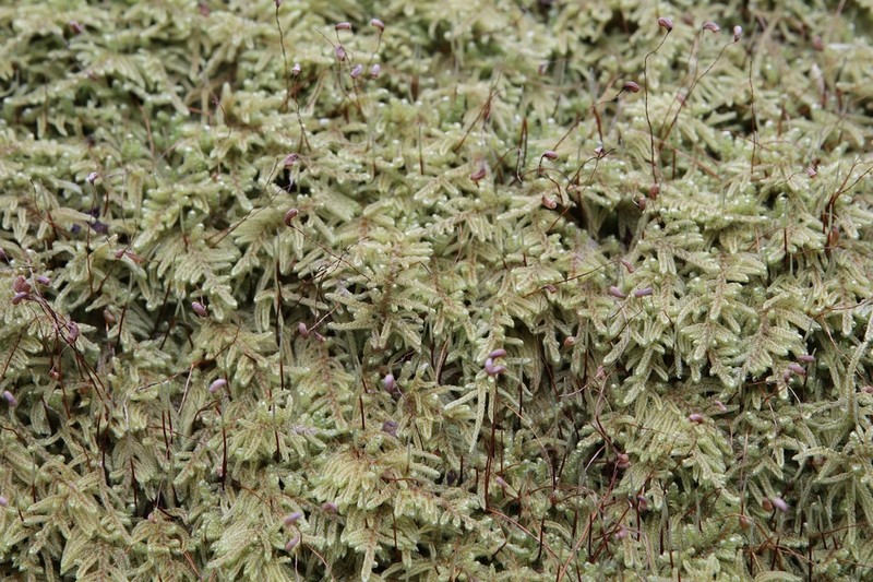 Curveleaf Hypnum Moss photo 3