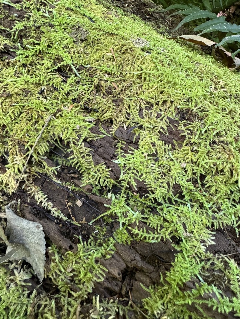 Curveleaf Hypnum Moss photo 4