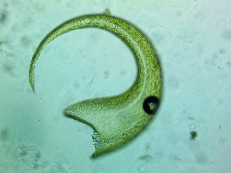 Curveleaf Hypnum Moss photo 5