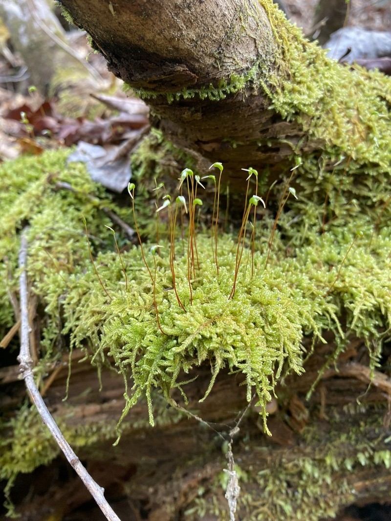 Curveleaf Hypnum Moss photo 6