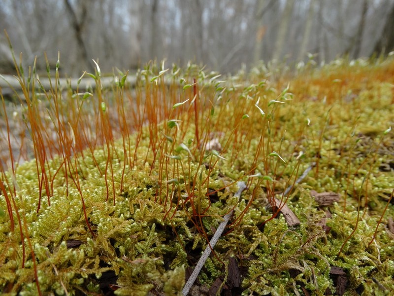 Curveleaf Hypnum Moss photo 7