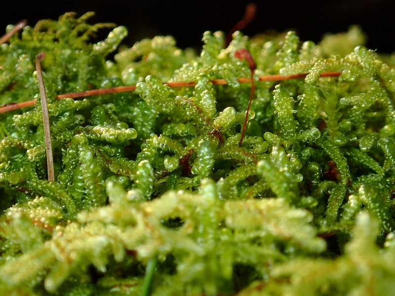 Curveleaf Hypnum Moss photo 8