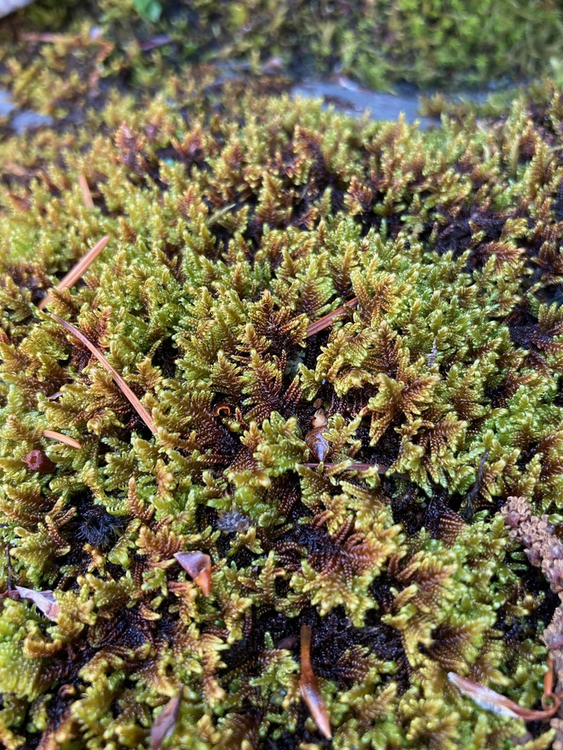 Dieck's Hypnum Moss