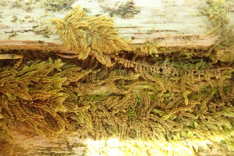 Dieck's Hypnum Moss photo 2