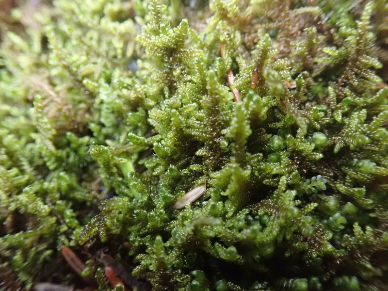 Dieck's Hypnum Moss photo 3