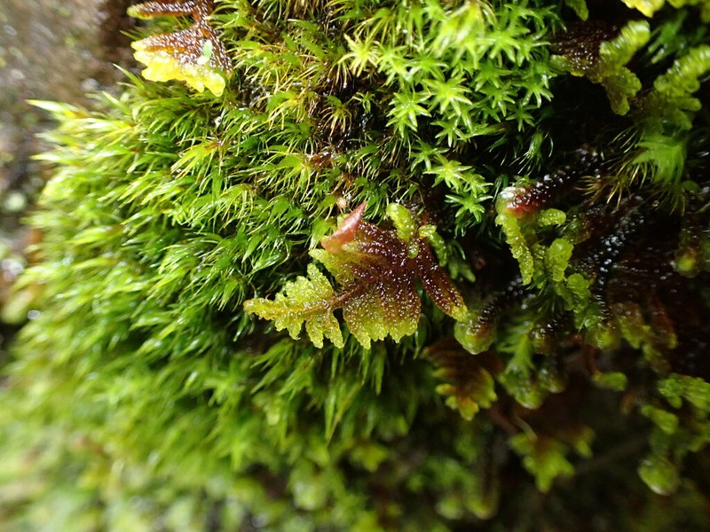 Dieck's Hypnum Moss photo 4