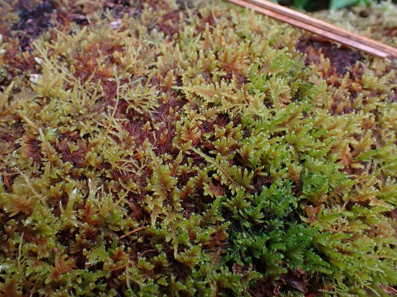 Dieck's Hypnum Moss photo 5