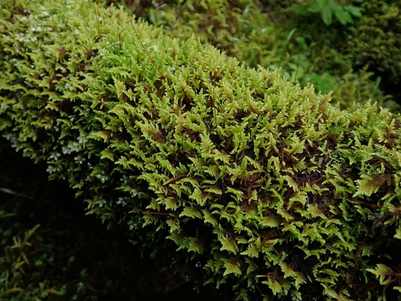 Dieck's Hypnum Moss photo 6