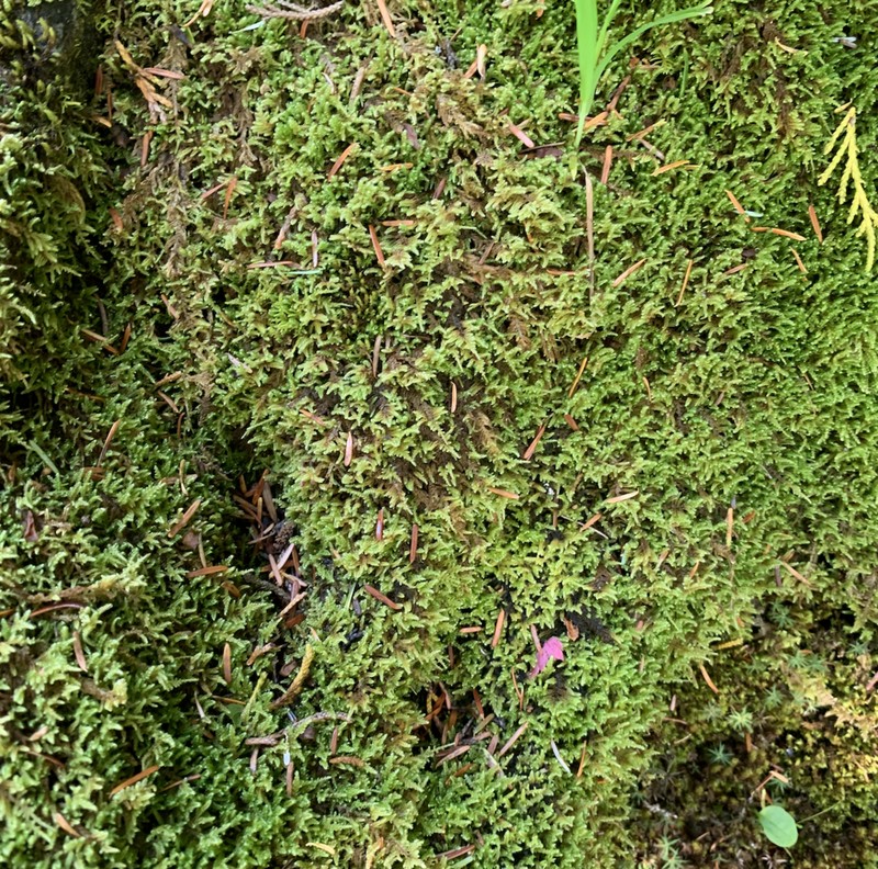 Dieck's Hypnum Moss photo 7