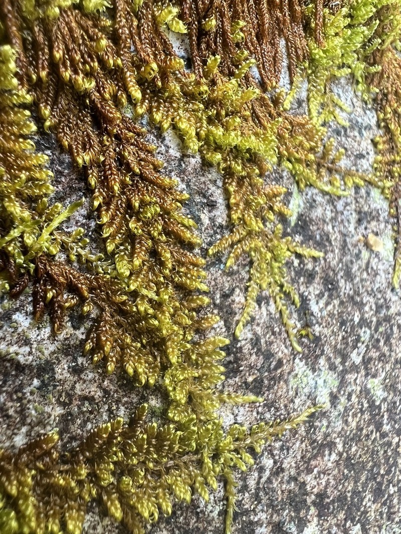 Dieck's Hypnum Moss photo 8