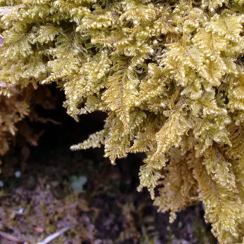 Hypnum Moss