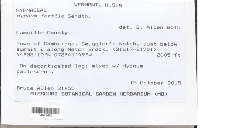 Hypnum Moss photo 2