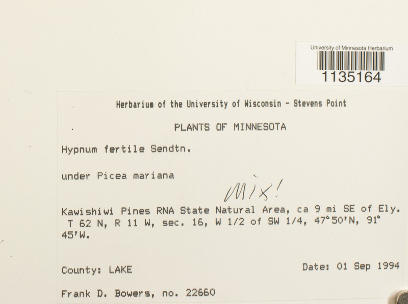 Hypnum Moss photo 4