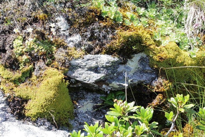 Hypnum Moss