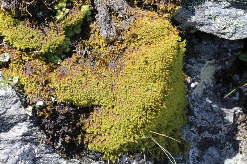 Hypnum Moss photo 2