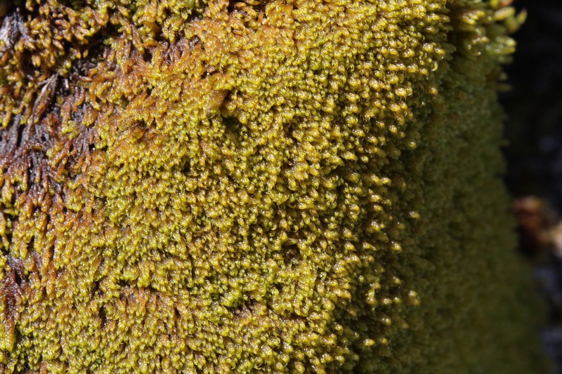 Hypnum Moss photo 3