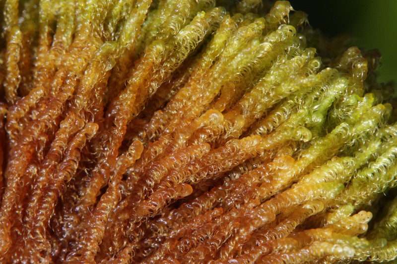 Hypnum Moss photo 4