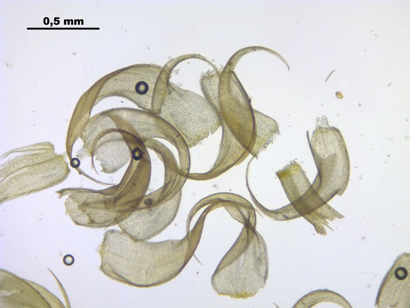 Hypnum Moss photo 5